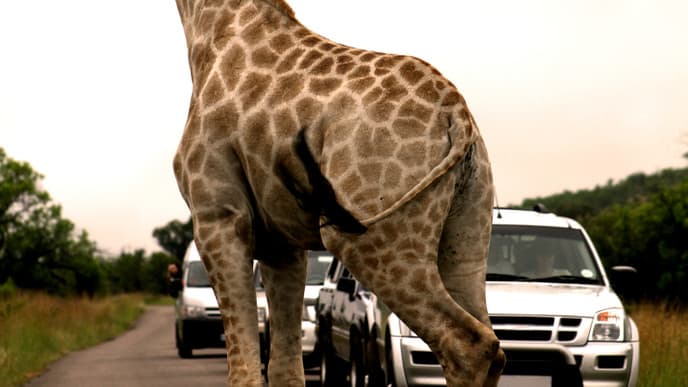 Der Pilansberg Nationalpark