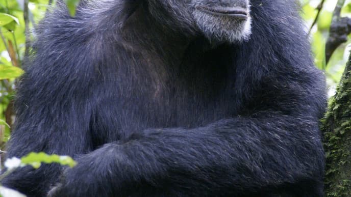 Go On The Amazing Chimp Trek