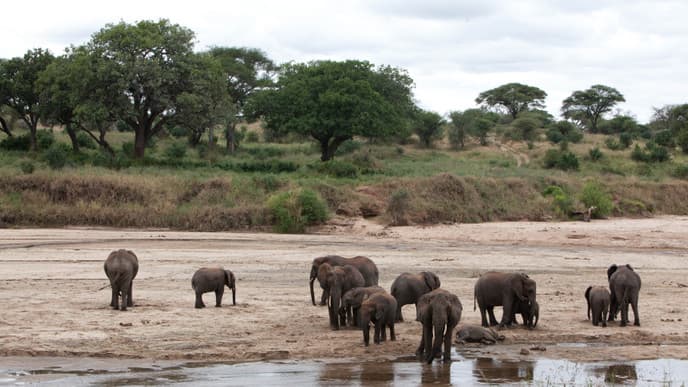 Baobabs und Elefanten