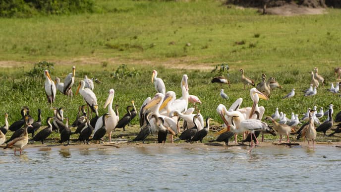 Boat cruise safari