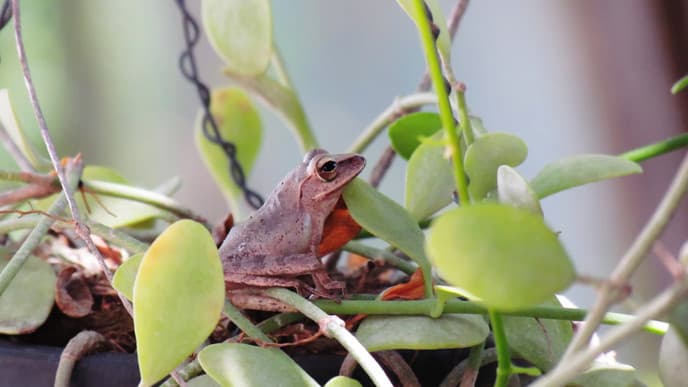 Meet the Birds and Orangutans of Sarawak