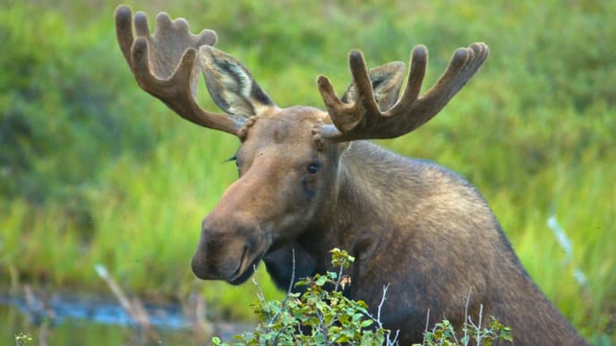 Encounter the Wild Moose of Finland