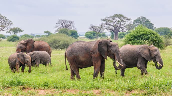 Drive to Tarangire National Park