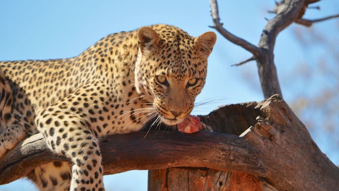 Wildschutzgebiet für Geparden