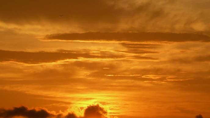 Heilpflanzen und Kautschuk