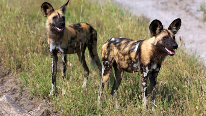 Marvel at Chobe National Park