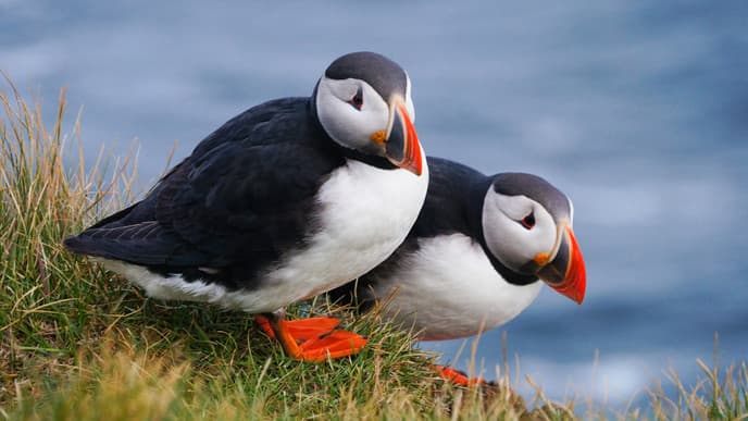 Red Sand Beaches & Puffin Cliffs