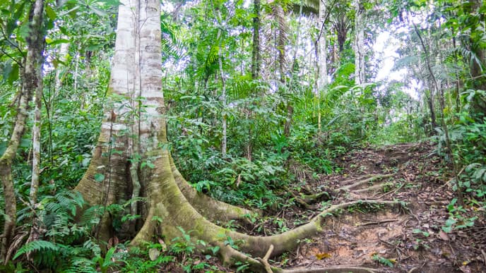Immersive jungle experiences