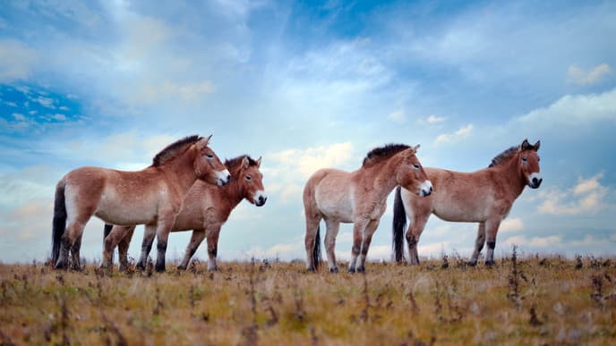 The beauty of Hustai National Park
