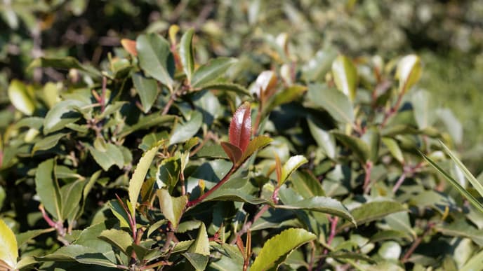 Return to Addis Ababa