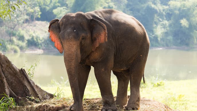 Besuch des Elephant Village Camps
