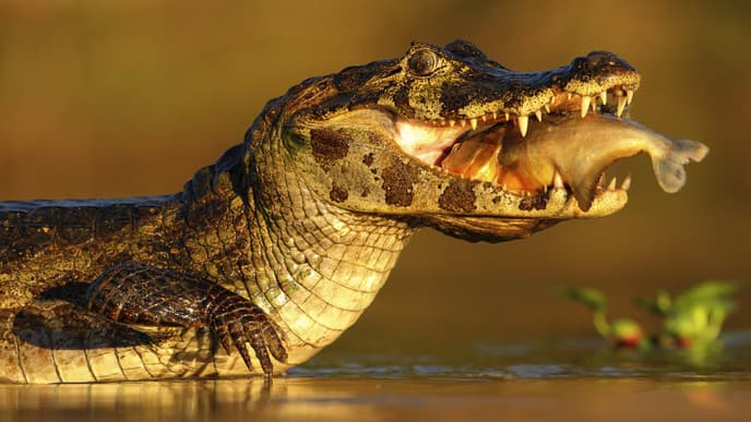 Tiere des Pantanals