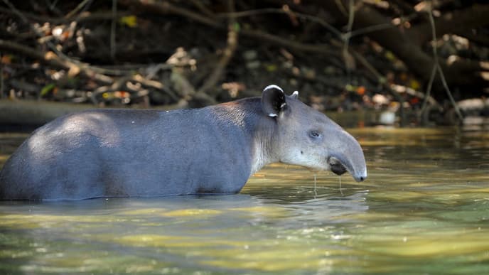 The creatures of Blanquillo