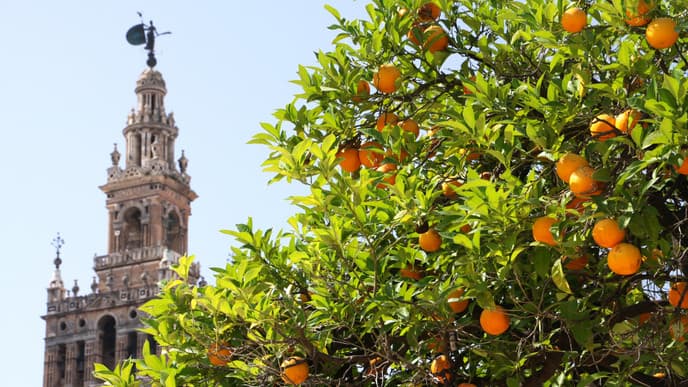 City Tour Sevilla - Kultur, Tapas und Wein