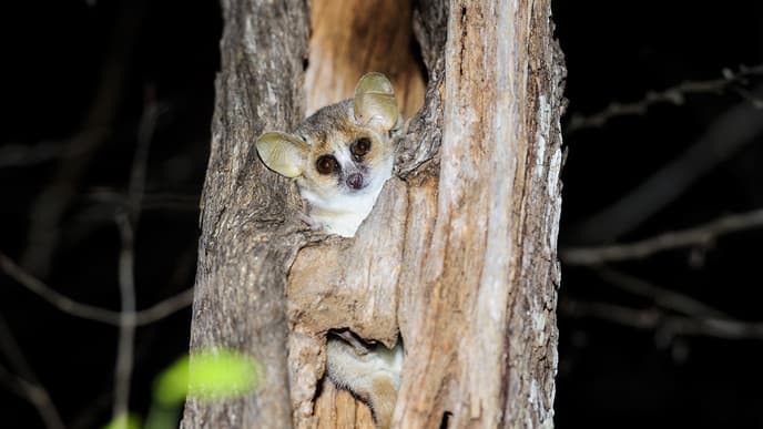 Go On A Nocturnal Tour Of The Kirindy Forest