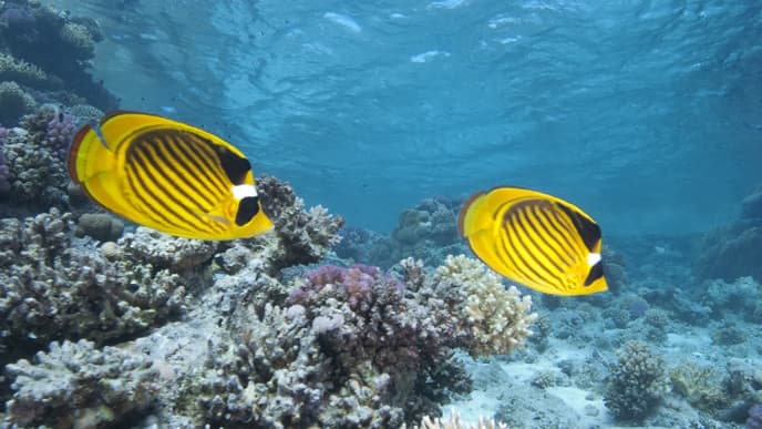 Dive to Photogenic Cedar Pride Shipwreck