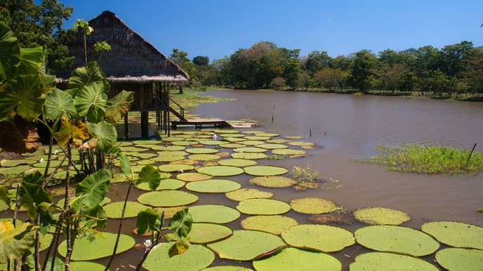 Journey to the Amazon