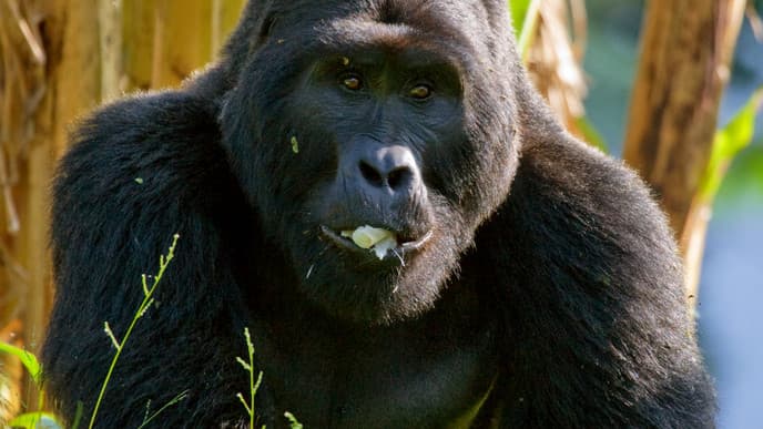 Das Highlight: Gorilla-Tracking-Tour