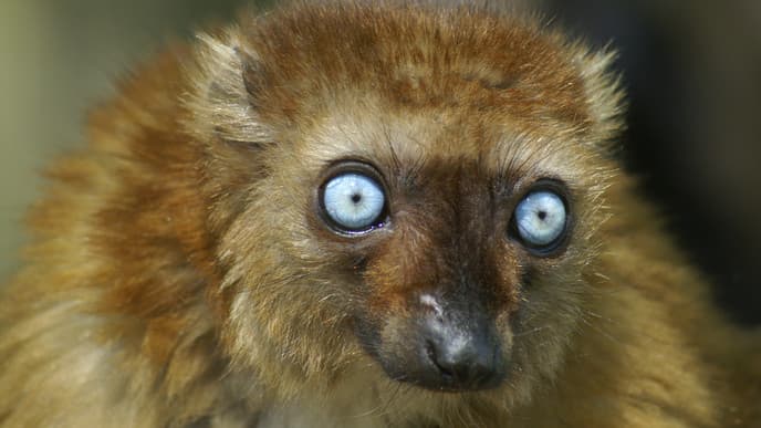 Naturschutz für gefährdete Lemuren