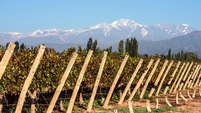 Sojourn through Mendoza's Vineyards