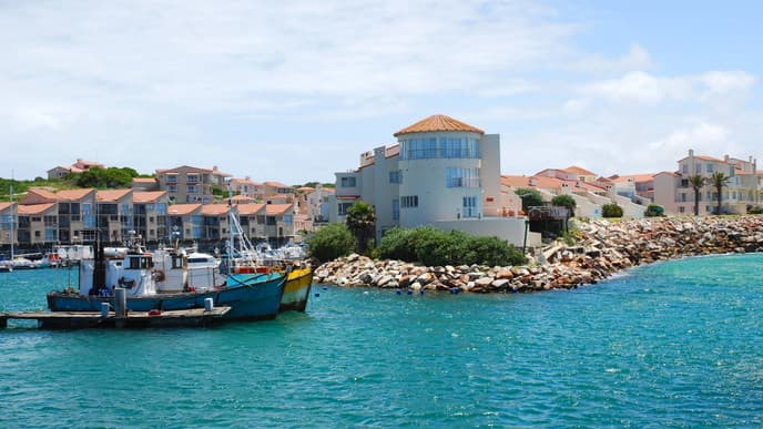 Uralte Bäume im Tsitsikamma Nationalpark
