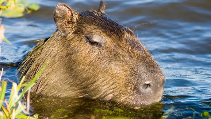 The wildlife of the Iberá Natural Reserve