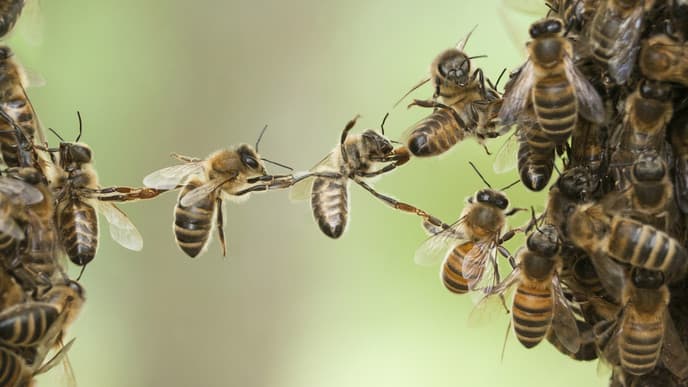 Meet the sacered Maya bees