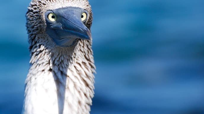 Seltene Vögel und ein einsamer Strand