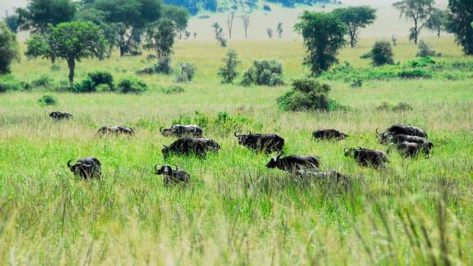 Go On A Safari In The Savannah