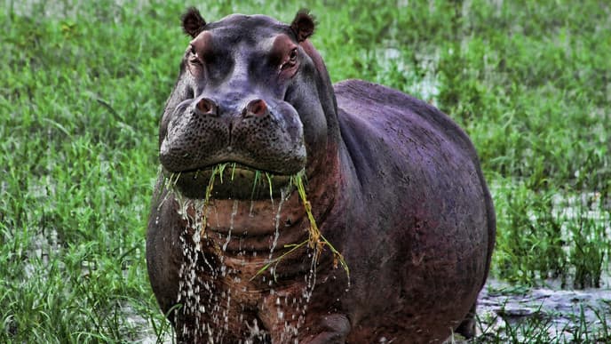 Wildlife on the Waterways