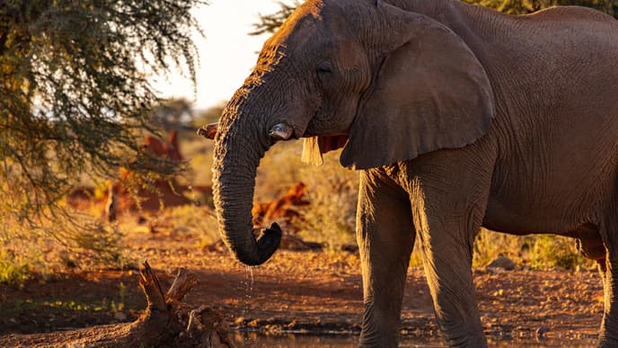 Explore more of Etosha East