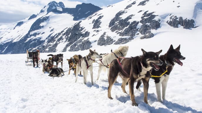 Dog sledding & last Northern Lights show