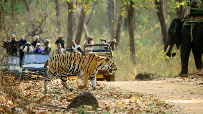 Find Serenity in the Jungle