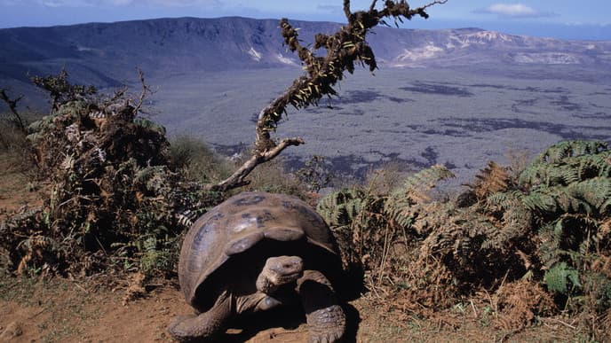 Farewell to the Galapagos