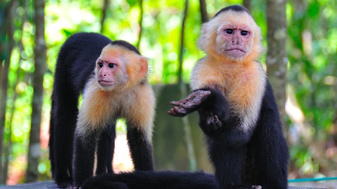 Guided wildlife walking tour
