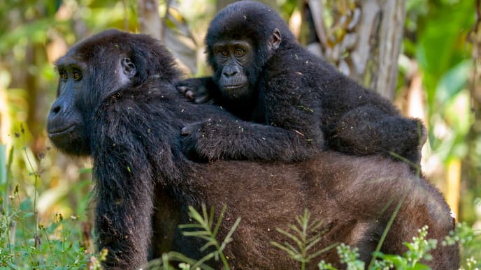 Go On A Gorilla Trek!
