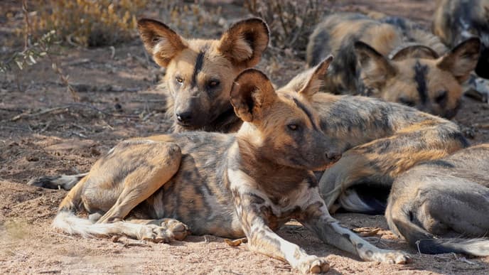 Die Tierwelt des Erindi Wildschutzgebiets