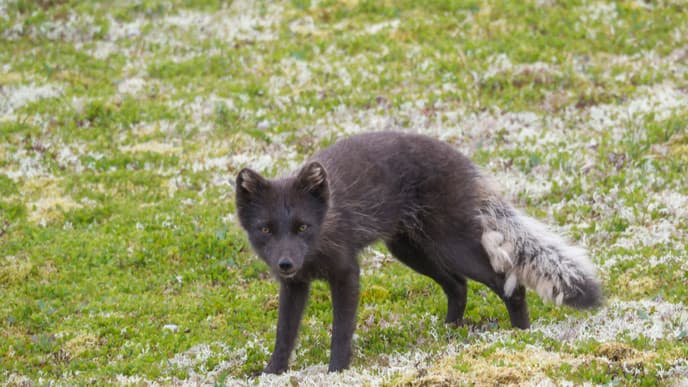 Get Up Close to Iceland's Wildlife