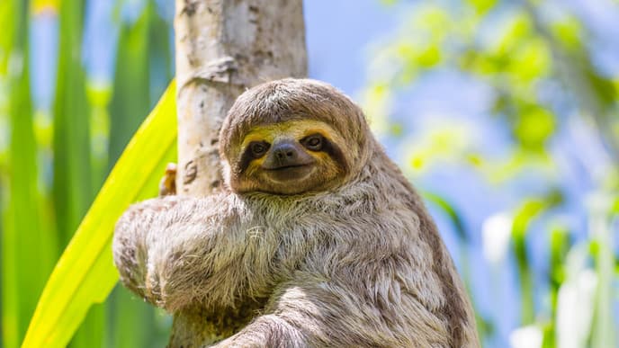 Delve into the Amazing Amazon Jungle