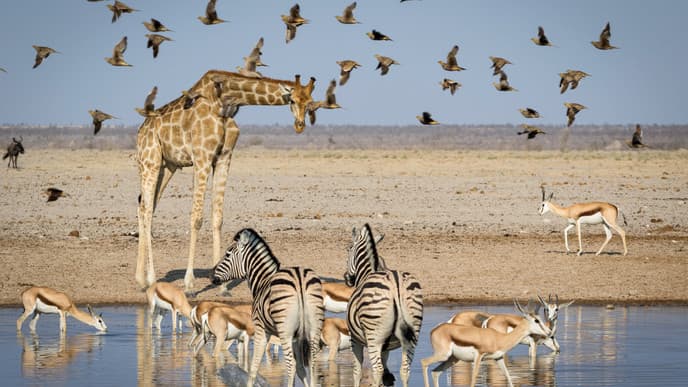 Tierbeobachtungen im Osten