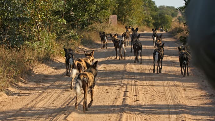 Auf der Suche nach den Big Five