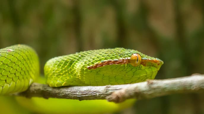 Visit the Sarawak Cultural Village