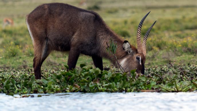 Discover Wildlife at Crescent Island, Lake Naivasha