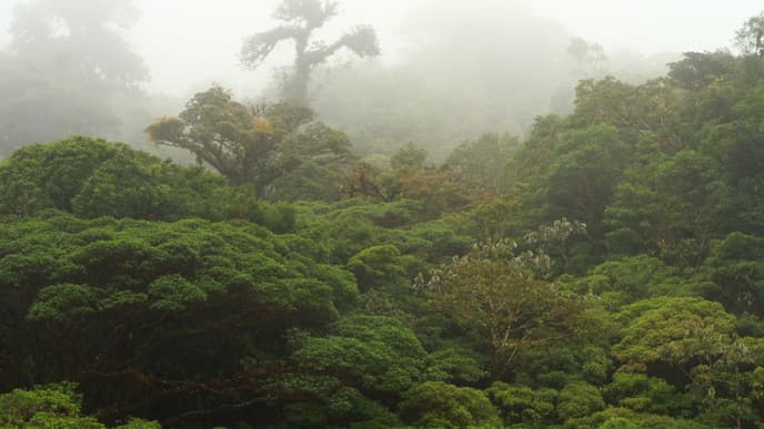 Monteverde's mysterious cloud forest