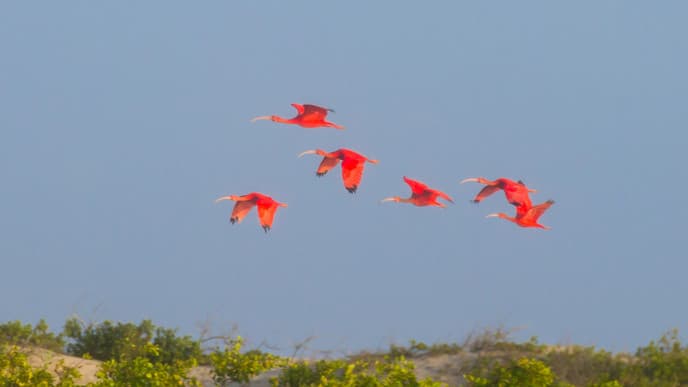 Mit dem Motorboot in das Delta do Parnaíba