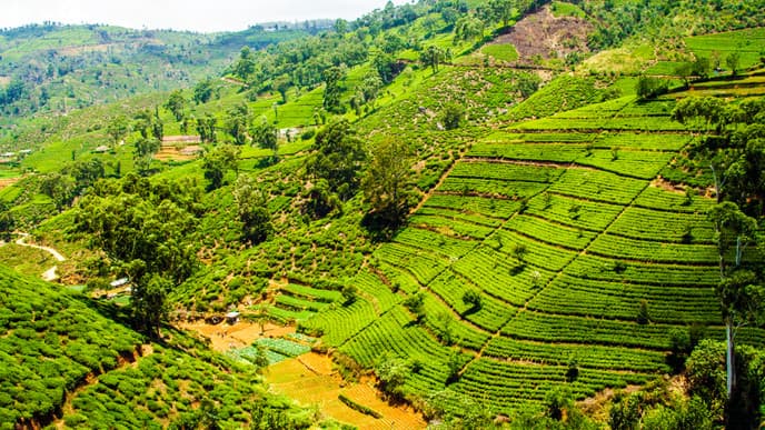 Tea plantations in Nuwara Eliya