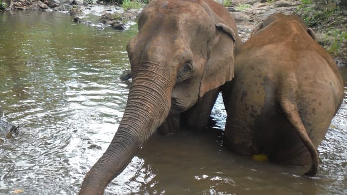 Go on an Elephant Trek Through the Forest in Mondulkiri