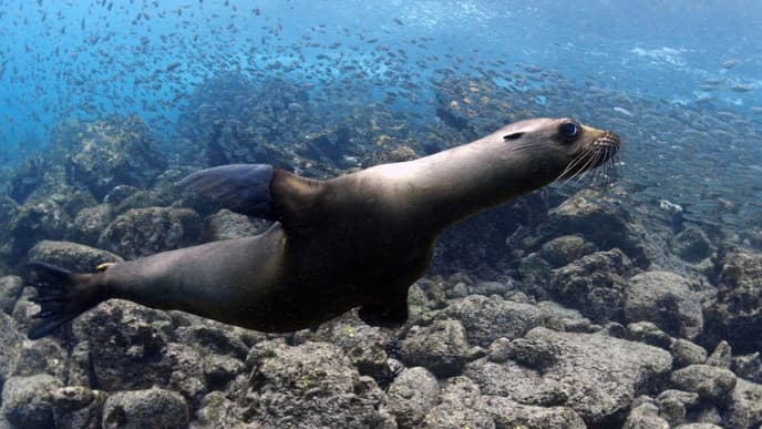 Puerto Ayora: Seelöwen und Haie