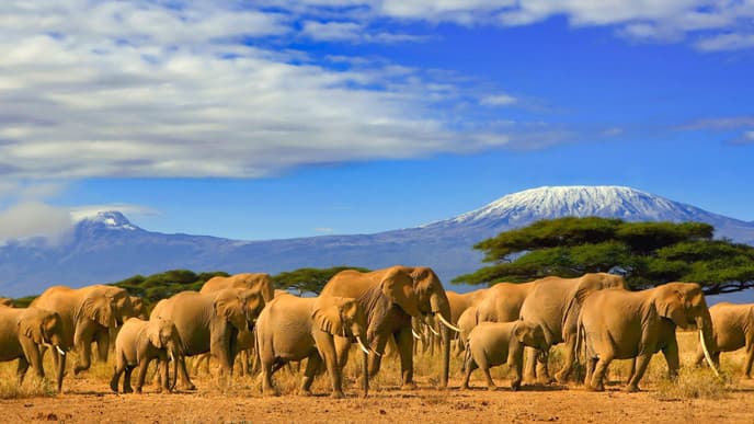 Adventure through Kilimanjaro
