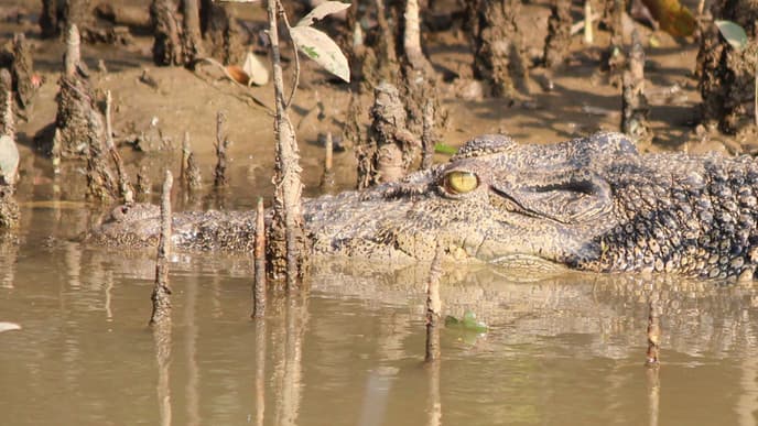 Boat ride through Bhitarkanika
